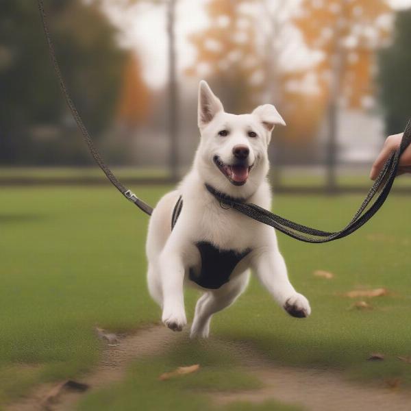 Benefits of using a 10-foot dog lead