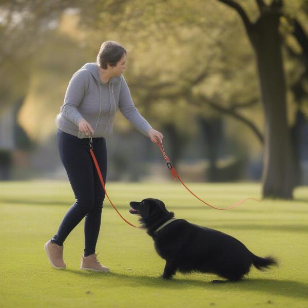 Training a Dog with a 10m Extending Dog Lead