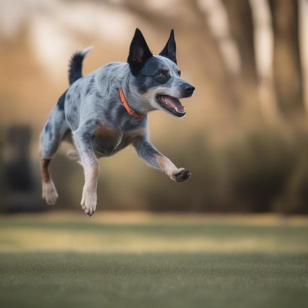 Blue Heeler Playing Fetch