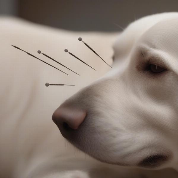 Close-Up of Acupuncture Needle Placement on a Dog