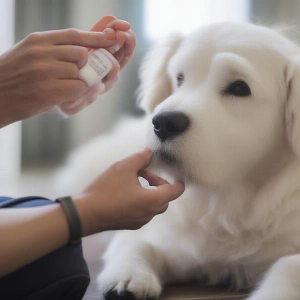 Administering Piriton to a dog