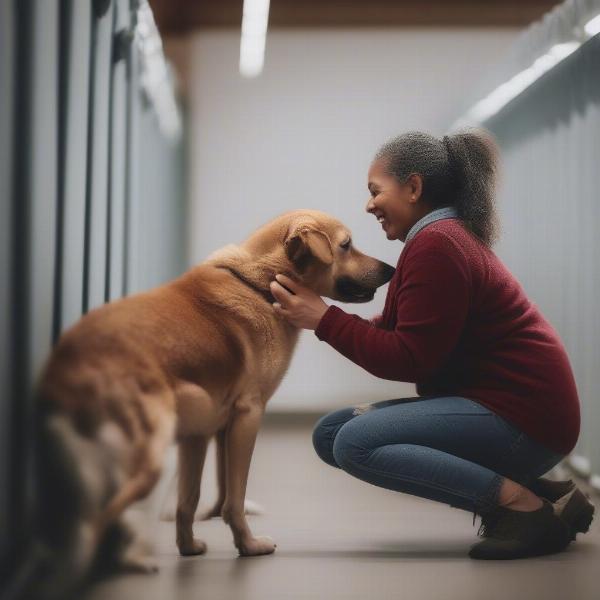 Adopting a dog from a shelter