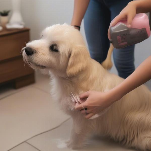 Applying flea shampoo to a dog