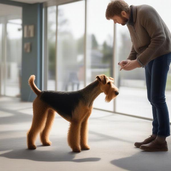 Airedale Terrier practicing obedience training with its owner