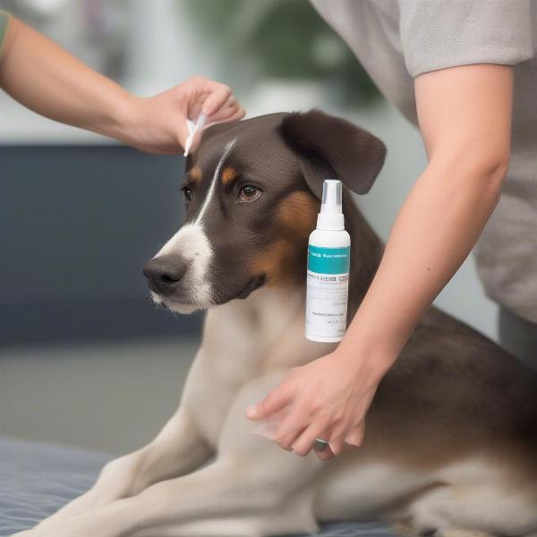 Applying Anti-Itch Spray to a Dog