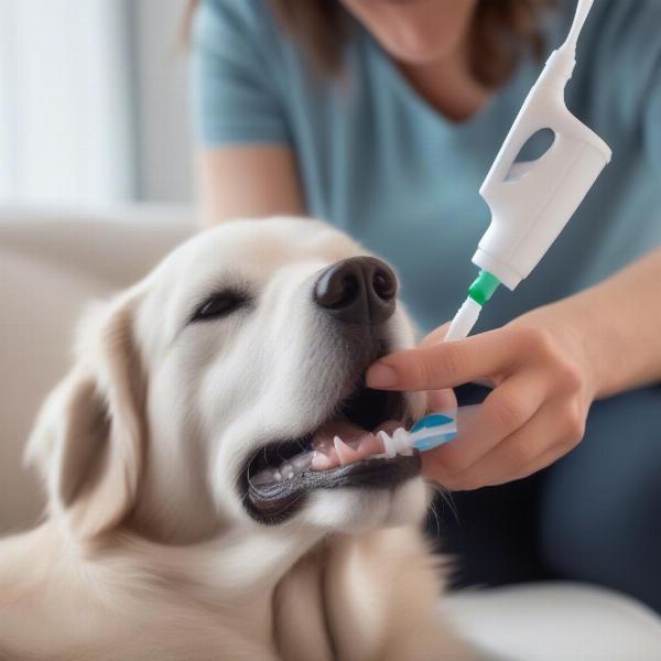 Applying antibacterial mouth rinse to a dog