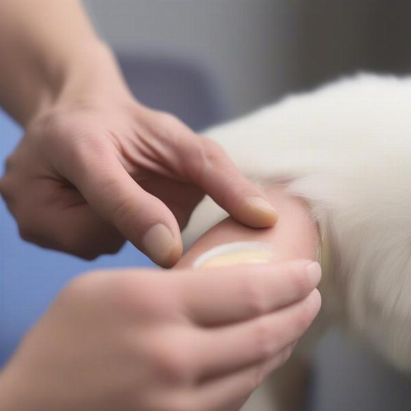 Applying antibiotic cream to a dog's wound