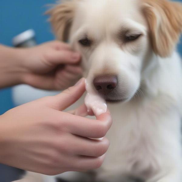 Applying antiseptic cream to a dog's paw