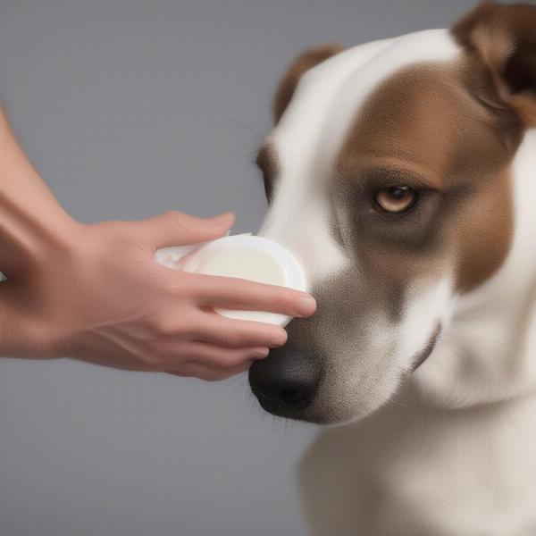 Applying a moisturizing balm to a dog's dry elbow