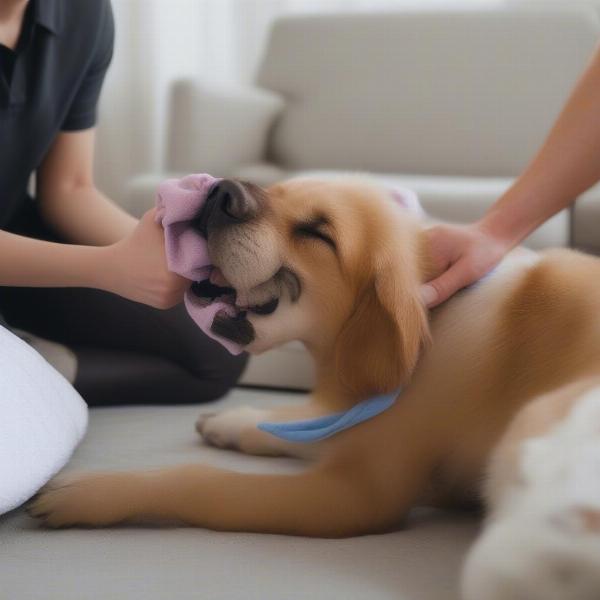 Applying Cold Compress to Dog's Leg