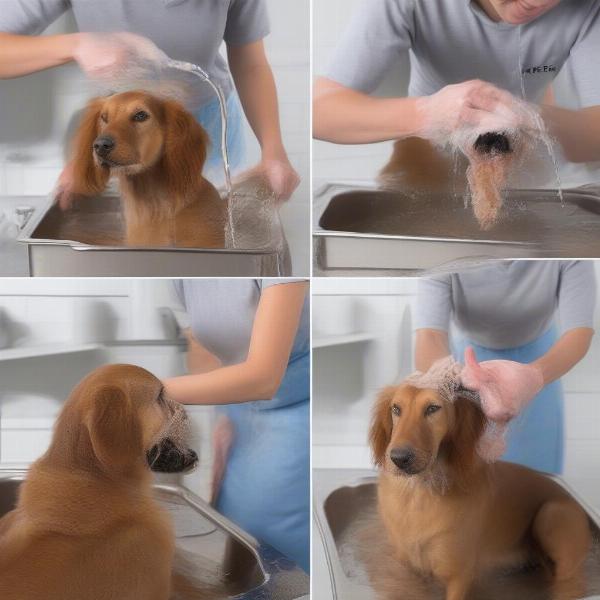 Applying Dog Dip