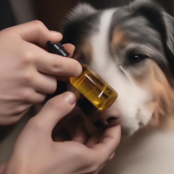 Applying Jojoba Oil to a Dog