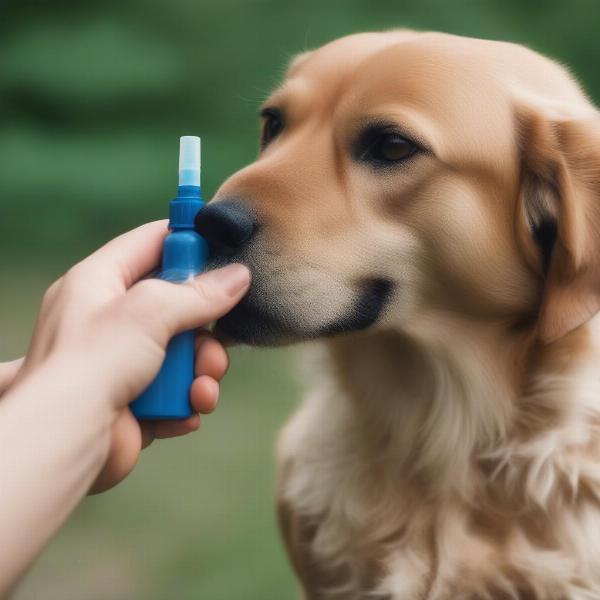 Applying Natural Flea and Tick Spray Safely