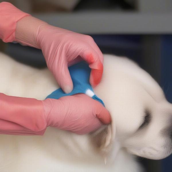 Applying Pressure to a Dog's Stab Wound