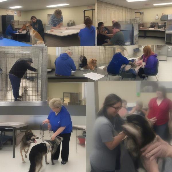 Ashland Ohio Dog Pound Adoption Process