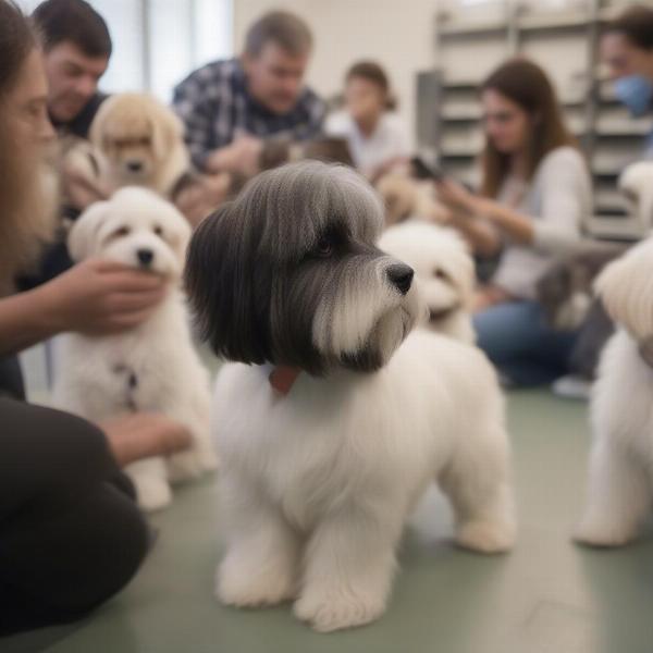 A potential Havanese owner asking questions to a breeder in Ohio.