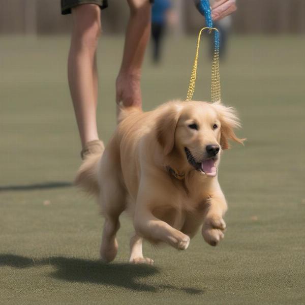 An Avery Sporting Dog practicing retrieving with a dummy