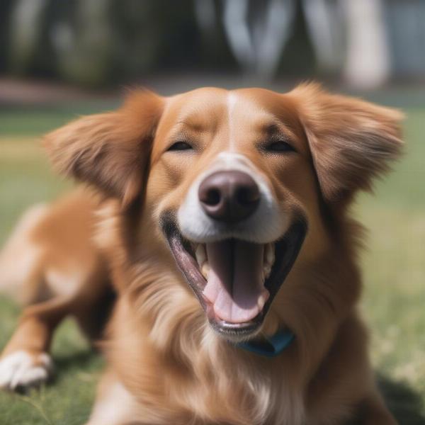 Balanced Dog Chakras