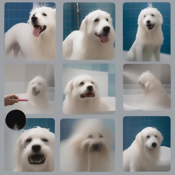 Bathing a White Dog with Special Shampoo