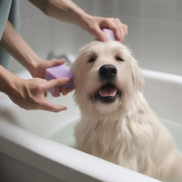 Bathing a Dog with Soap Bar