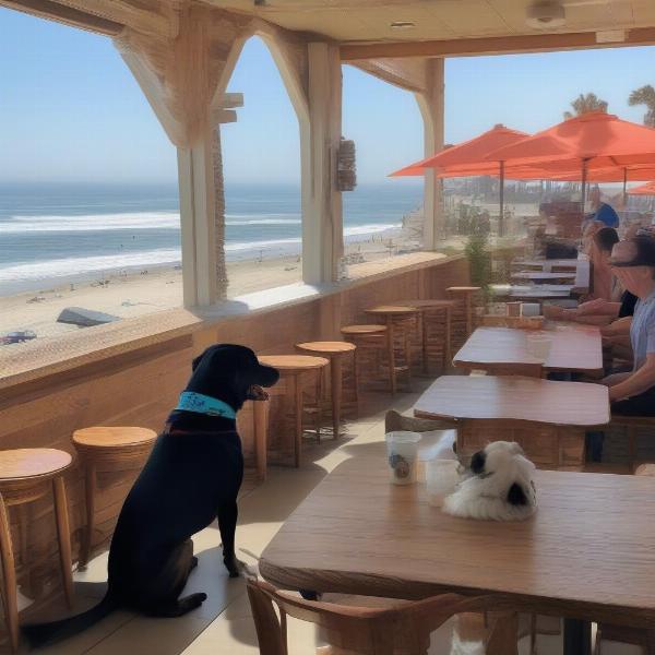 Dog-friendly beachfront restaurant in Newport Beach with ocean views and a dog enjoying a treat.