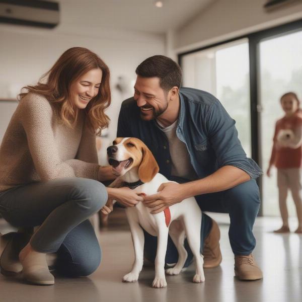 Beagle being adopted