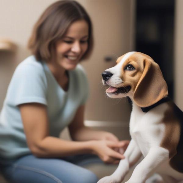 Beagle puppy with a UK breeder