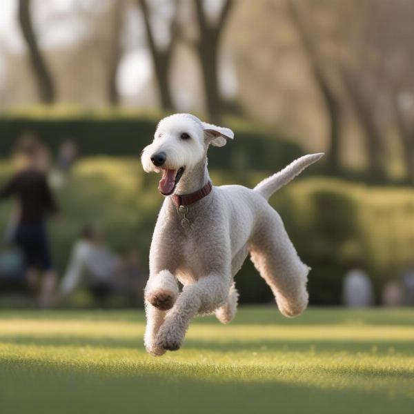 Bedlington Terrier playing fetch in a park