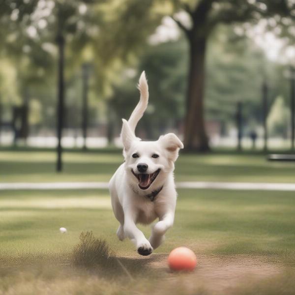 Benefits of Dog License in London Ontario: A happy dog playing in a park.