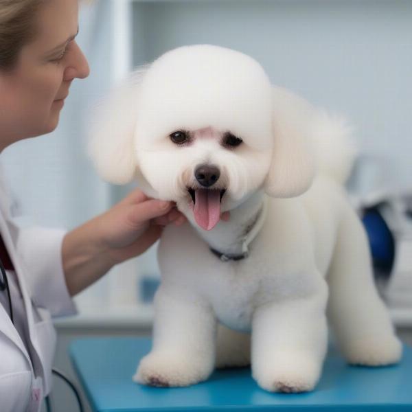 Bichon Frise at vet checkup