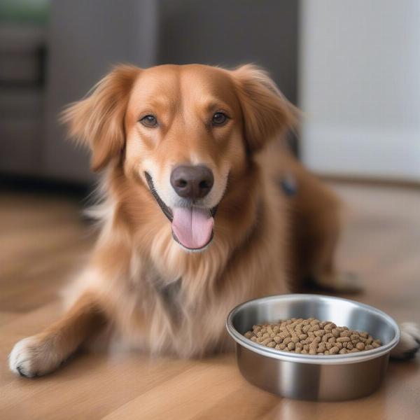 A Happy Dog Eating Billie's Bowl