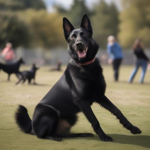 Black dog socializing with other dogs at a park