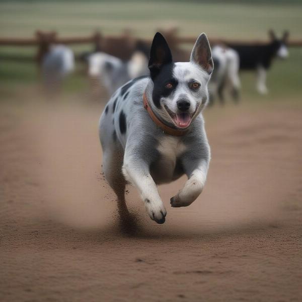 Blue Heeler Herding Cattle