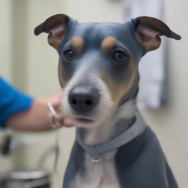 Blue Paul Terrier at Vet Checkup