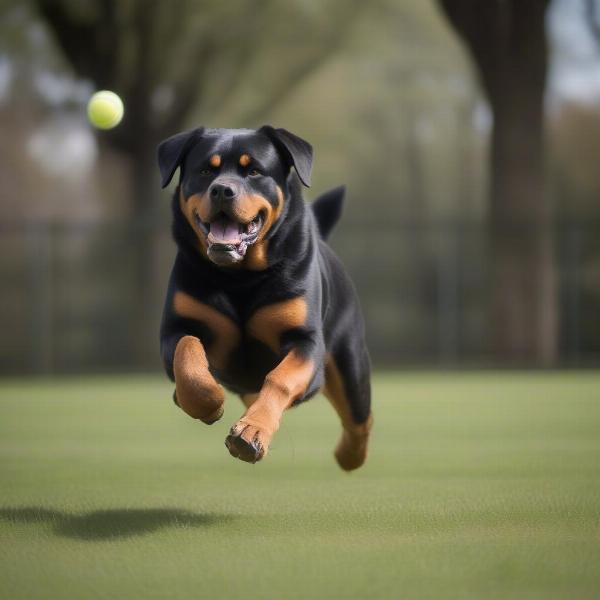 A bold dog confidently retrieves a ball during a game of fetch