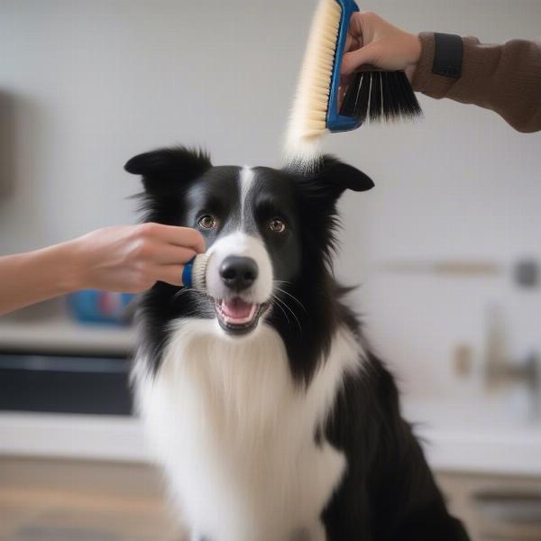 Brushing a Border Collie