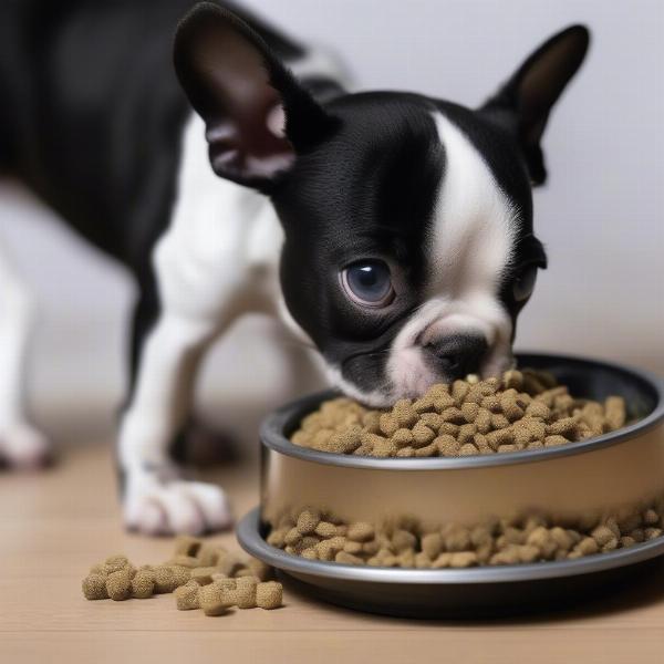 Boston Terrier puppy eating from a bowl