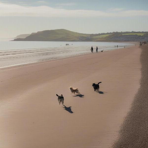 Dog-Friendly Beach Walk in Brean