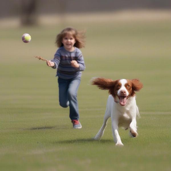 Brittany spaniel playing fetch with child