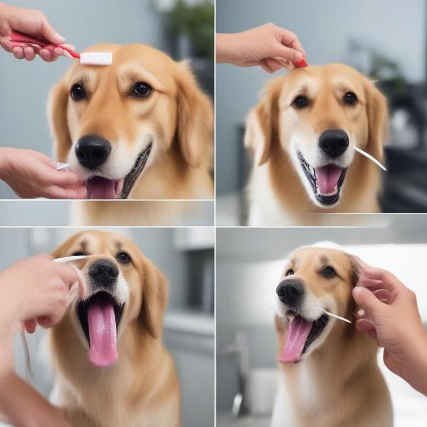 Brushing a Dog's Teeth