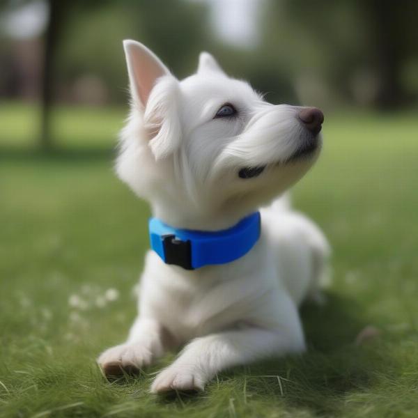 Bump Collar for Blind Dog