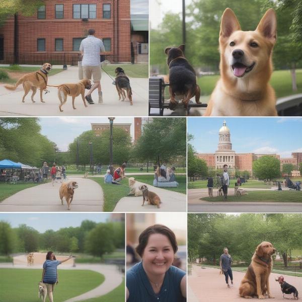 Other dog-friendly activities in St. Louis