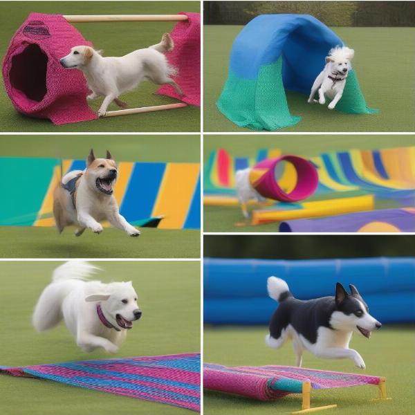 Types of dog obstacle equipment