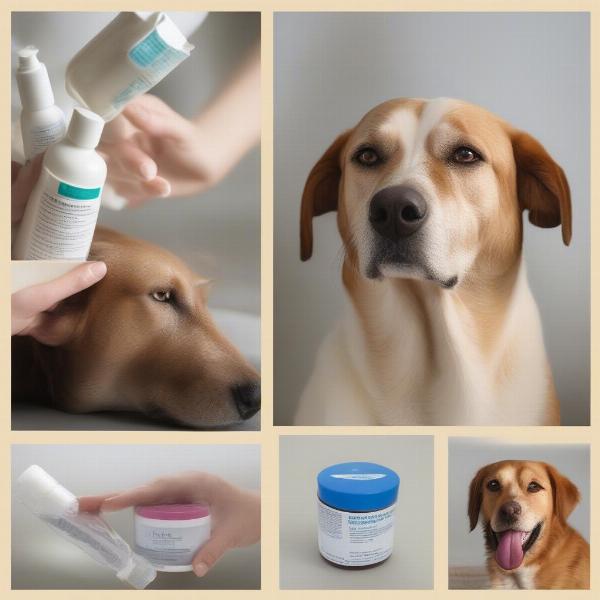 Various methods to treat dry skin in dogs