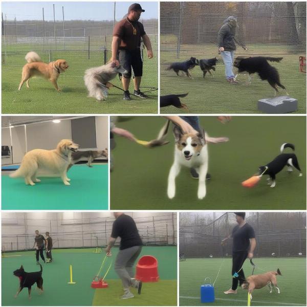 Different dog training methods in Modesto