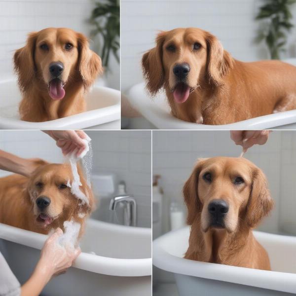 How to properly use flea and tick shampoo on a dog