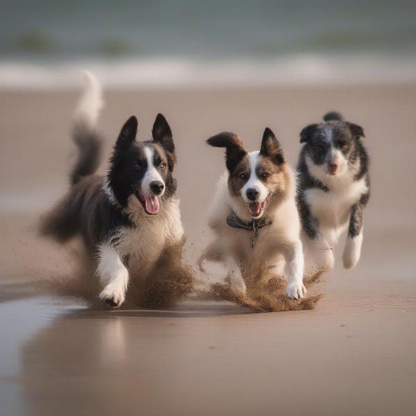 Camber Sands Dogs Playing