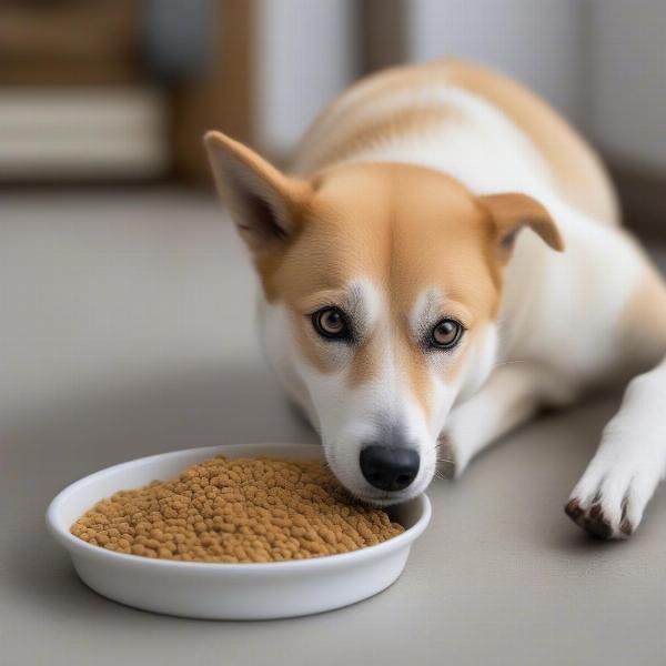 Canaan Dog Enjoying Meal