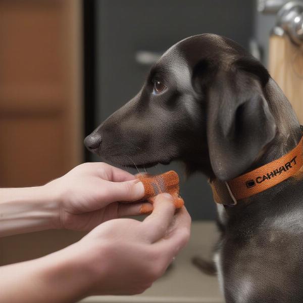 Cleaning a Carhartt Dog Collar