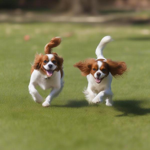 Cavalier King Charles Spaniel playing fetch in Woodley Common